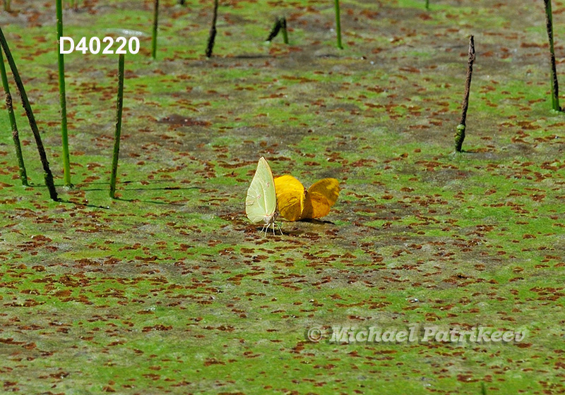 Anteos menippe, male and female